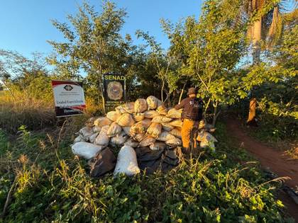 Destruyen 5,5 toneladas de marihuana en una zona rural en Paraguay fronteriza con Brasil
