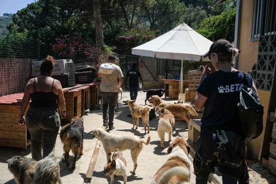 Las mascotas que sobrevivieron a la guerra encuentran refugio en las montañas del Líbano