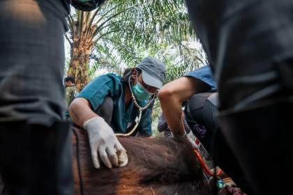 Un orangután de Borneo, en peligro de extinción, muere en los incendios de Indonesia