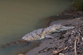 Entre calles y quebradas, los cocodrilos desafían el avance de la ciudad en Panamá