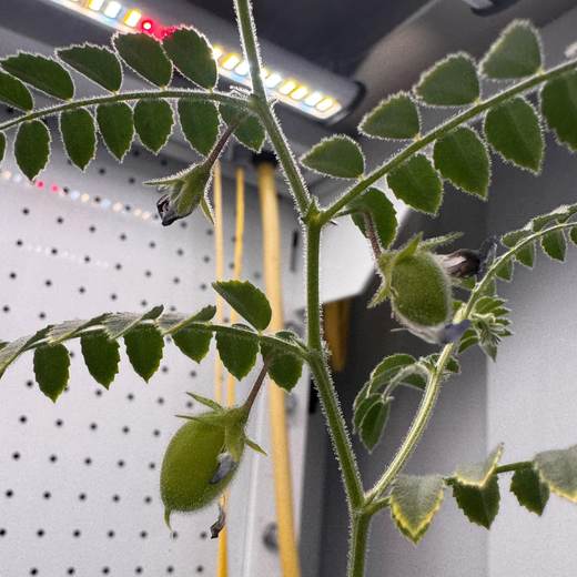 Cultivos en el espacio: de garbanzos en suelo lunar a microbios que sobreviven en Marte