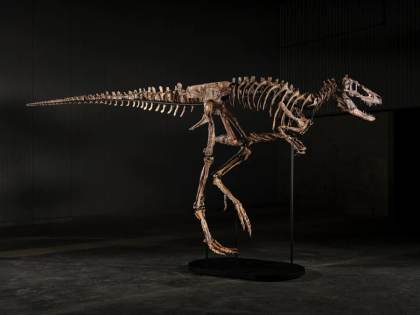 Un esqueleto de Nanotyrannus se vende por 47,3 millones en una subasta en Nueva York