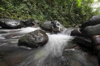 Los bosques tropicales recuperan gran parte de su biodiversidad en 30 años, según estudio