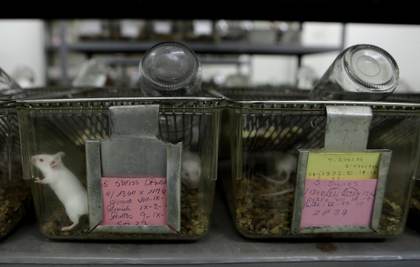 Sube la experimentación con animales en España, uno de los países de la UE con más ensayos