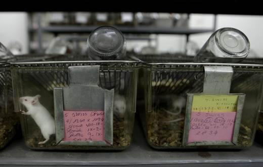 Sube la experimentación con animales en España, uno de los países de la UE con más ensayos