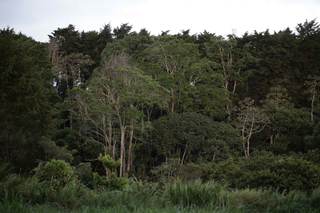 Crean una alianza internacional de centros forestales para combatir el cambio climático