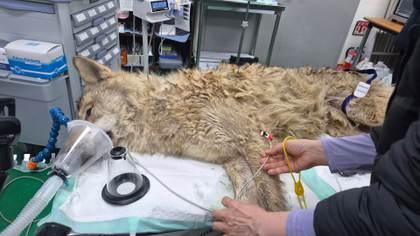 Capturan con vida al lobo que escapó de un zoo surcoreano tras nueve días de búsqueda