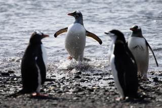 Los pingüinos, en el centro de una cadena biológica que acelera deshielo en la Antártida