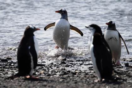 Los pingüinos, en el centro de una cadena biológica que acelera deshielo en la Antártida