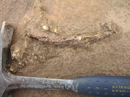 Una peculiar mandíbula fósil permite descubrir un tetrápodo de hace 275 millones de años