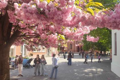 Miles de cerezos en flor ofrecen un respiro a los ucranianos en medio de la guerra