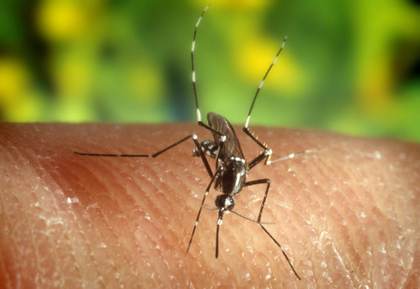 La ciencia descubre las reglas de ataque de los mosquitos