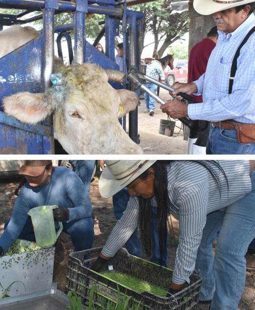 México libera 73,9 millones de moscas para frenar plaga del gusano barrenador del ganado