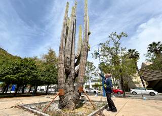 Un experto mexicano se ofrece a cuidar el cactus gigante de Sevilla regalado por su país