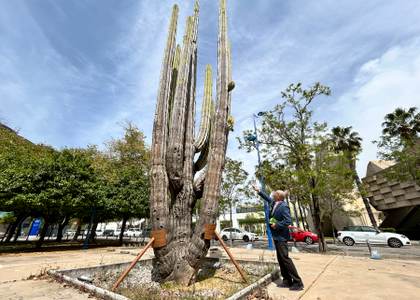 Un experto mexicano se ofrece a cuidar el cactus gigante de Sevilla regalado por su país