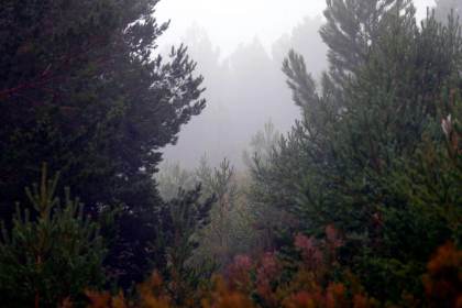 Los pinos exóticos del hemisferio sur crecen más rápido y son más resistentes a la sequía