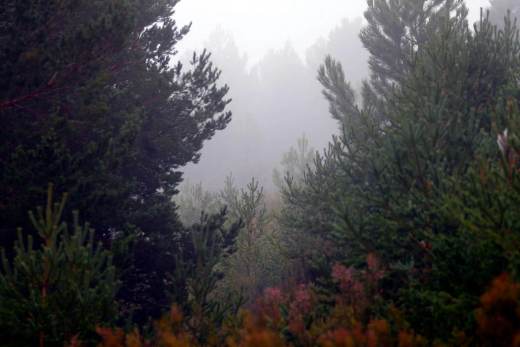 Los pinos exóticos del hemisferio sur crecen más rápido y son más resistentes a la sequía