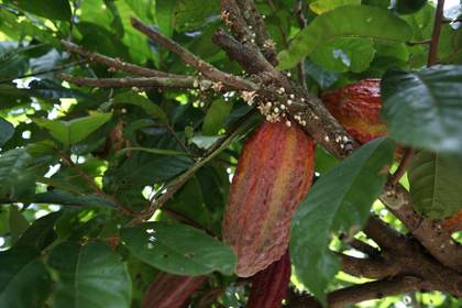El cacao supera los 3.500 dólares por las tensiones geopolíticas y la menor demanda