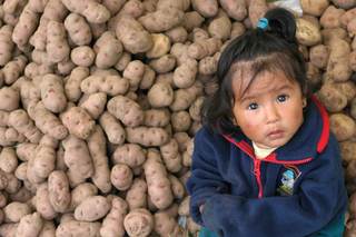 Los descendientes de indígenas peruanos tienen ventaja genética para asimilar la patata