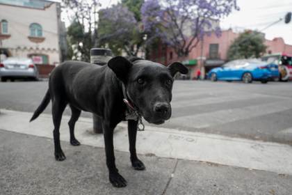 Polémica en México por el sacrificio de más de 10.000 perros entre críticas a su legalidad