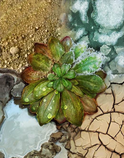 Las plantas se adaptan rápido al cambio climático, pero el calor extremo fija sus límites