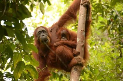 El estilo de aprendizaje predice las habilidades de supervivencia de los orangutanes