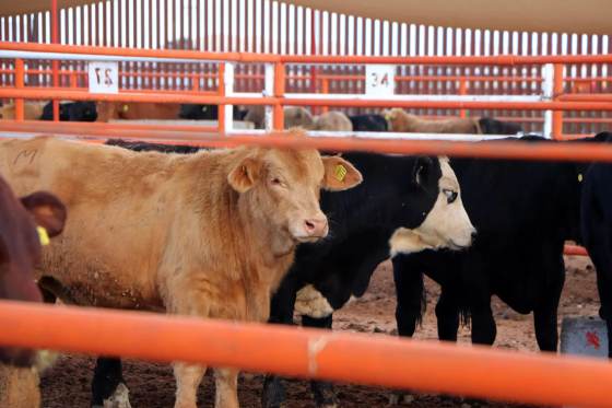 México reanuda exportación de ganado en pie a EE.UU. desde Chihuahua con 750 cabezas