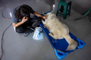 Mascotas víctimas de los sismos en Venezuela esperan por un hogar