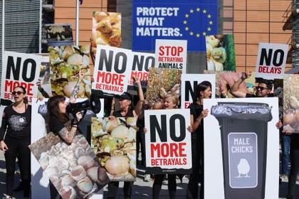 La UE aprueba su primera ley para mejorar el bienestar de perros y gatos