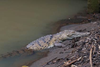 Entre calles y quebradas, los cocodrilos desafían el avance de la ciudad en Panamá