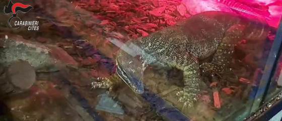 Encuentran serpientes peligrosas y un caimán escondidos en un sótano en una casa de Italia