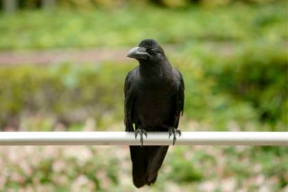 ¿Los cuervos son inteligentes? Todo indica que sí