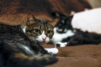 La Eurocámara da luz verde a la primera legislación para mejorar el bienestar de perros y gatos