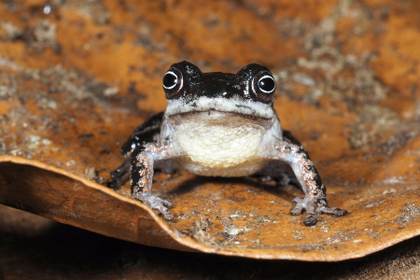 Investigadores de Ecuador descubren tres nuevos tipos de ranas en la Amazonía