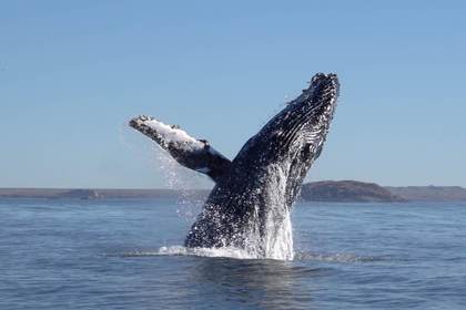 El seguimiento a una ballena sugiere una nueva ruta migratoria entre la Patagonia argentina y la Antártida