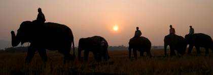 Una turista muere al quedar atrapada en medio de una pelea entre elefantes en la India