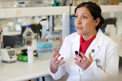 La alentadora vacuna chilena contra el hantavirus que busca fondos para avanzar en humanos