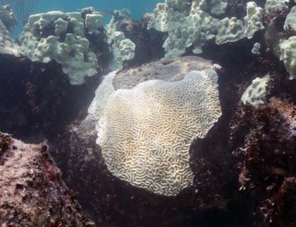 EE.UU. alerta que el fenómeno de 'El Niño' podría provocar el blanqueamiento global de los corales
