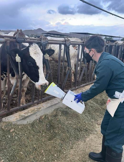 La gripe aviar en explotaciones lecheras puede transmitirse por múltiples vías