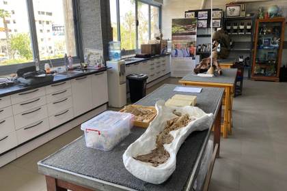 Paleontólogos egipcios buscan en el desierto más claves del "abuelo" de los simios actuales