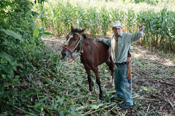 El lamento de los agricultores salvadoreños debido a las pérdidas por la sequía de El Niño