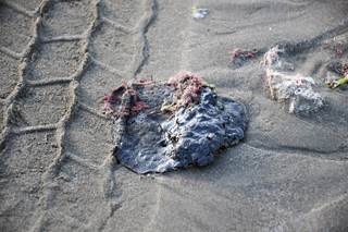 Pemex activa operativo en Veracruz por residuos de aceite en zona afectada por derrame