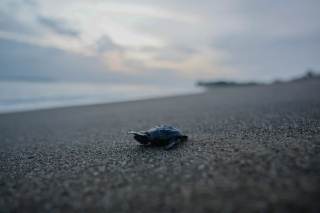 Playa Mata Oscura, hábitat crítico de tortugas que merece la "máxima protección" en Panamá