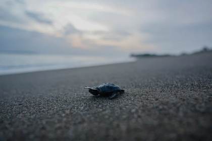 Playa Mata Oscura, hábitat crítico de tortugas que merece la "máxima protección" en Panamá