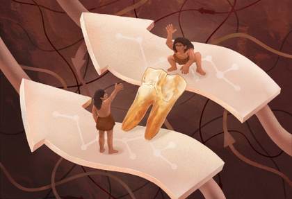 El esmalte dental relaciona genéticamente a los Homo erectus y los denisovanos en Asia