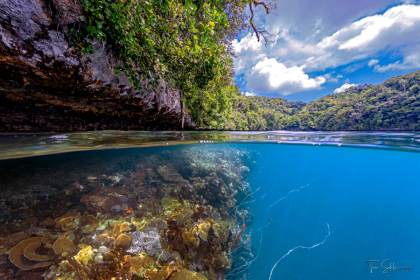 Casi la mitad de las especies de coral que forman arrecifes está en riesgo de extinción