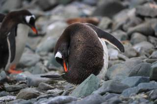 Los excrementos de las colonias de pingüinos antárticos, fuente de emisión de gas metano