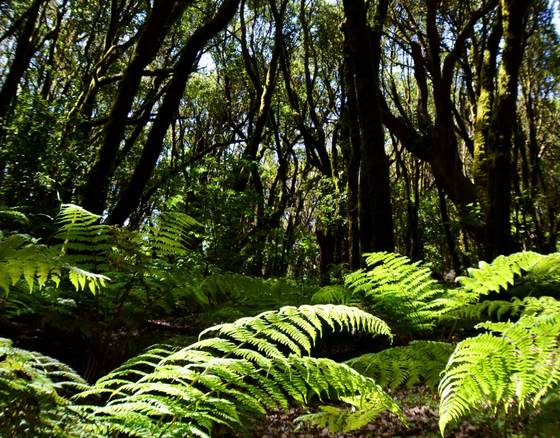 Los bosques tropicales luchan para evitar "puntos críticos de deterioro" en su degradación