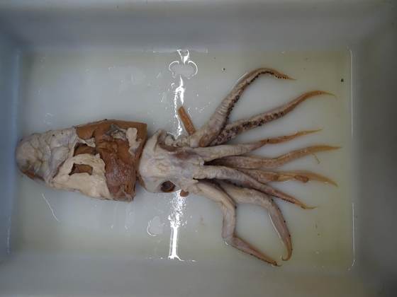 El calamar de Poseidón, un descubrimiento español en el top 10 de especies extraordinarias