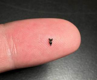 Minúsculos fósiles revelan nuevas pistas sobre el pariente más antiguo de los primates